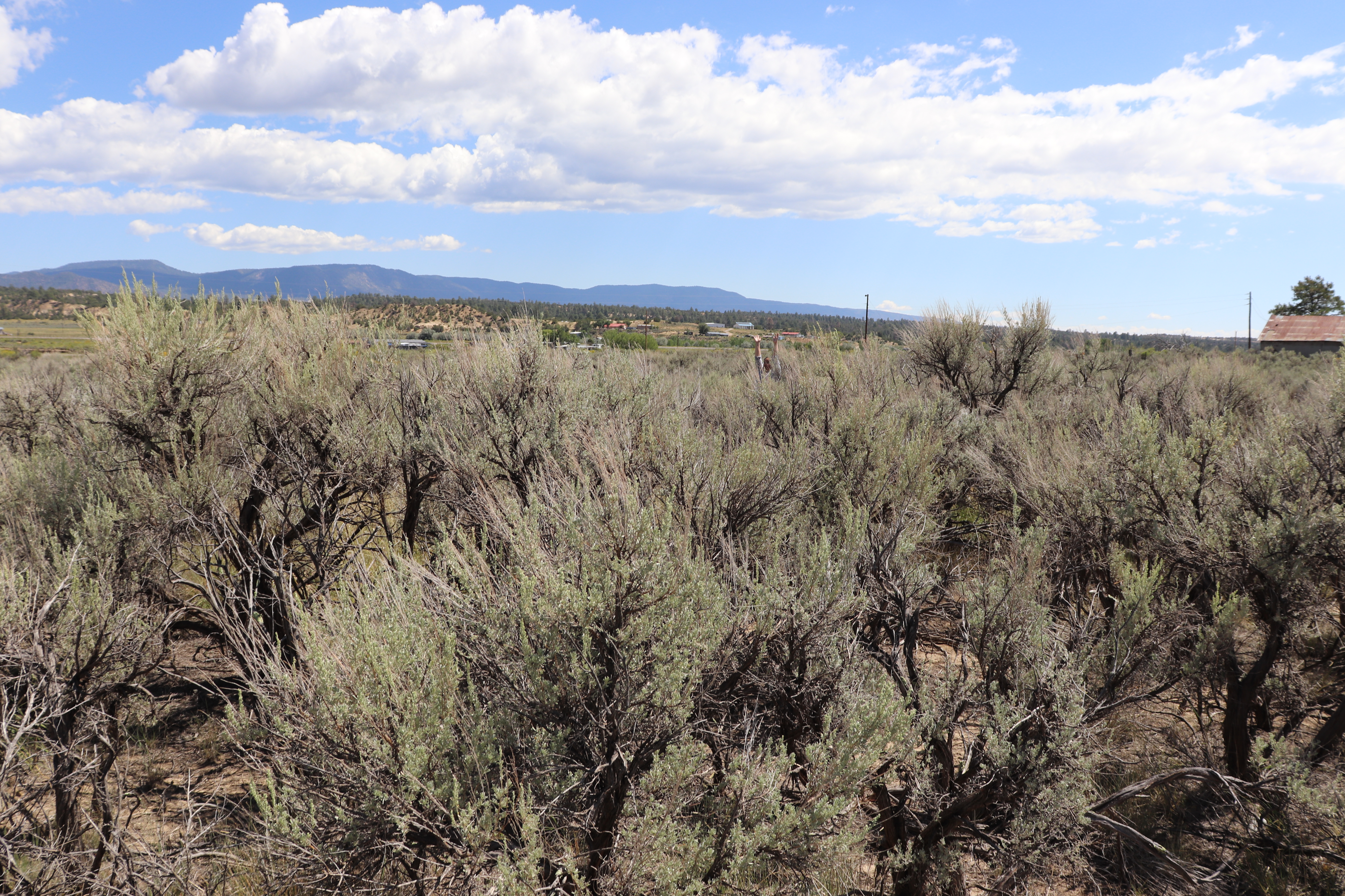 view of overgrown sagebrush