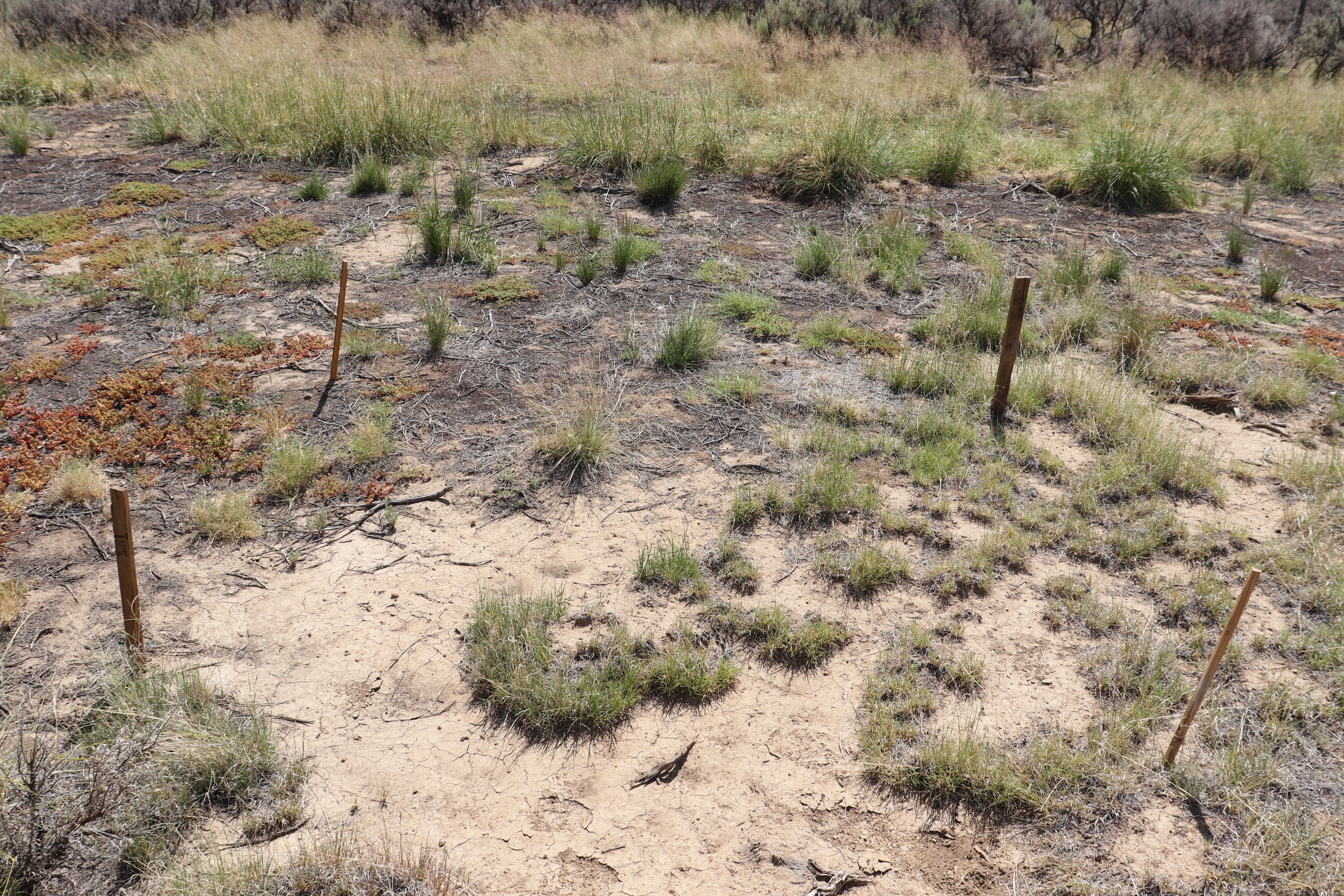 entrance view of raised garden area