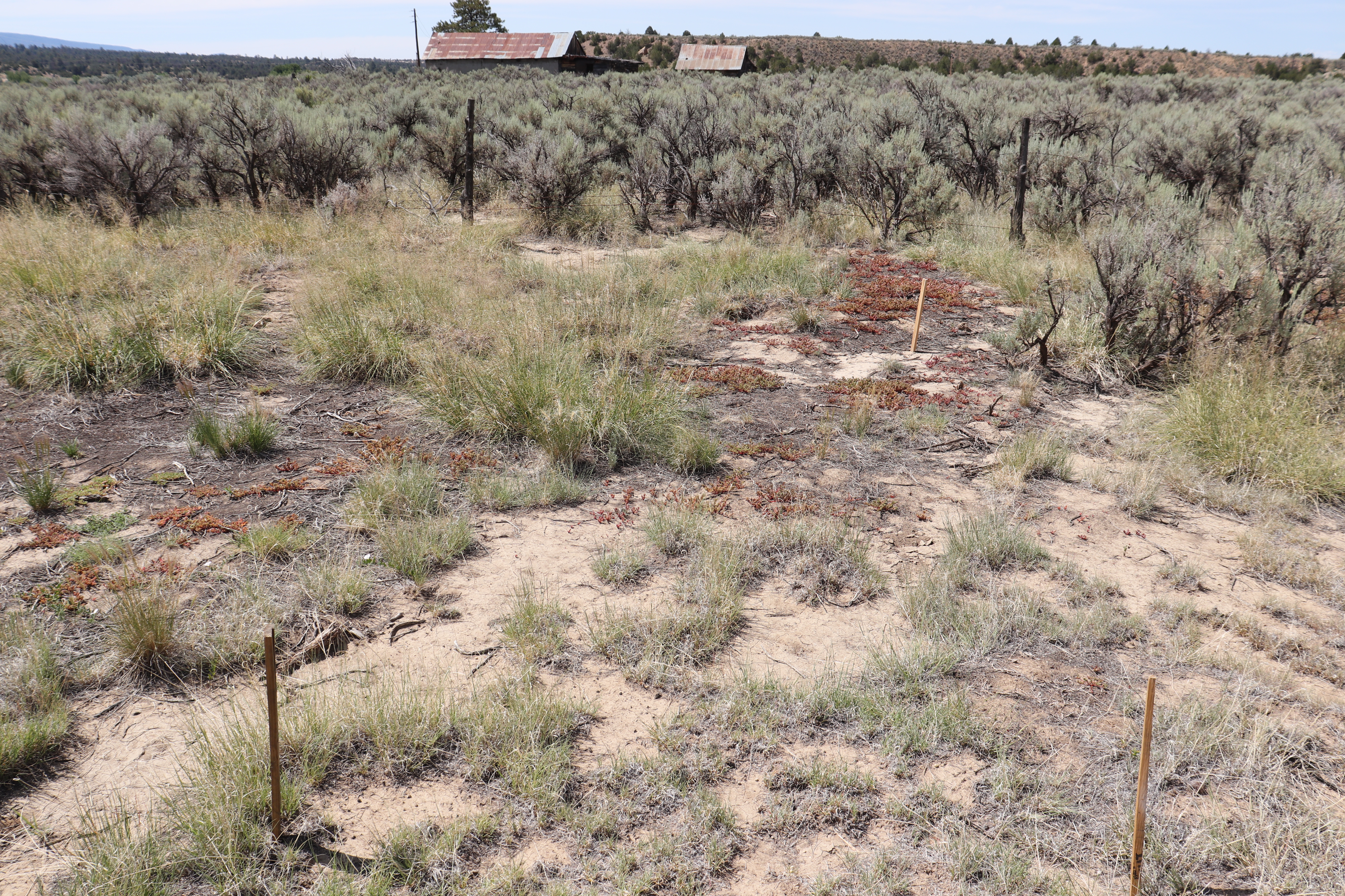southern entrance to garden beds
